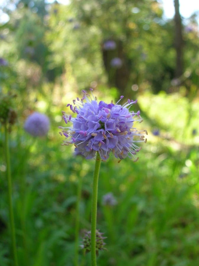 Succisella inflexa with purple flower clusters