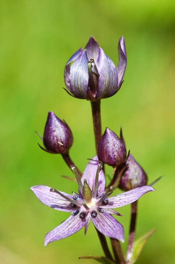 Blauwe bloemen van de alpiene poelgentiaan