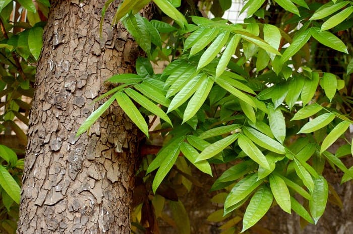 Swietenia macrophylla with large pinnate leaves and impressive canopy