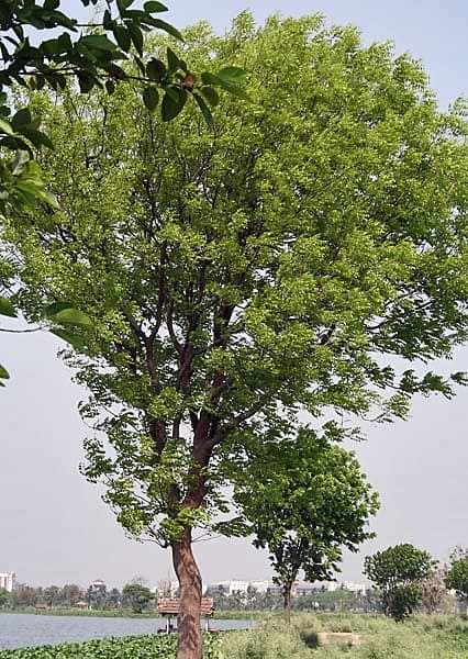 Arbre d'acajou avec feuilles et fruits caracteristiques