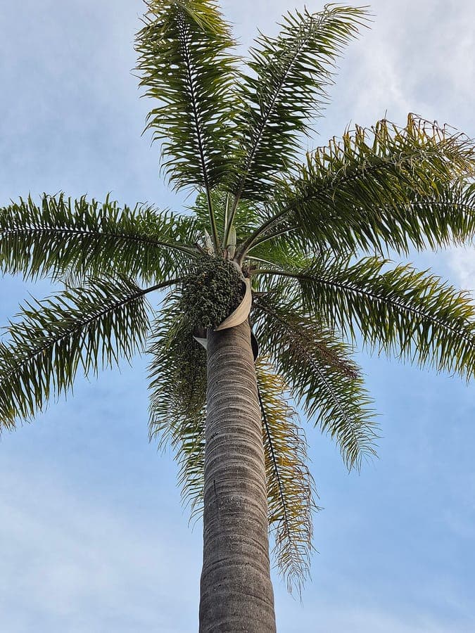 Sierlijke veren van Syagrus romanzoffiana palmbladen