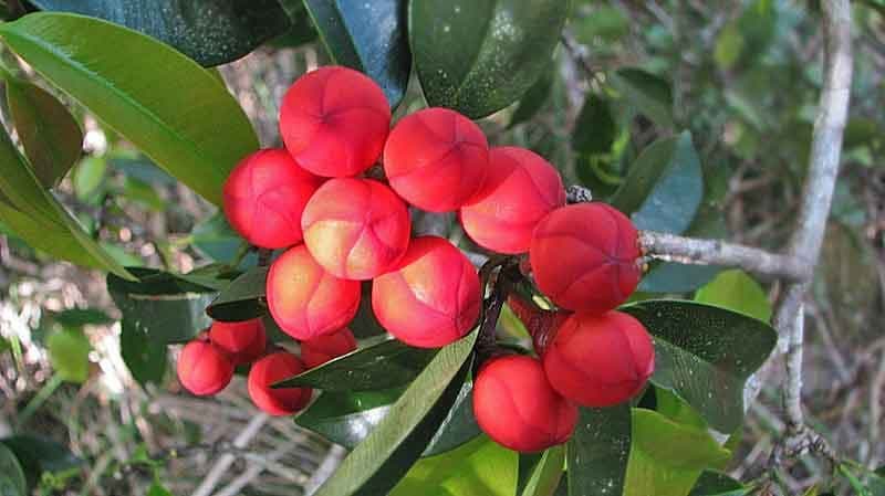 Symphonia globulifera in tropical forest setting with pink flowers and fruit