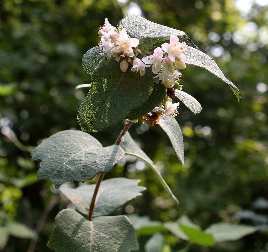White berries of Symphoricarpos occidentalis in autumn light