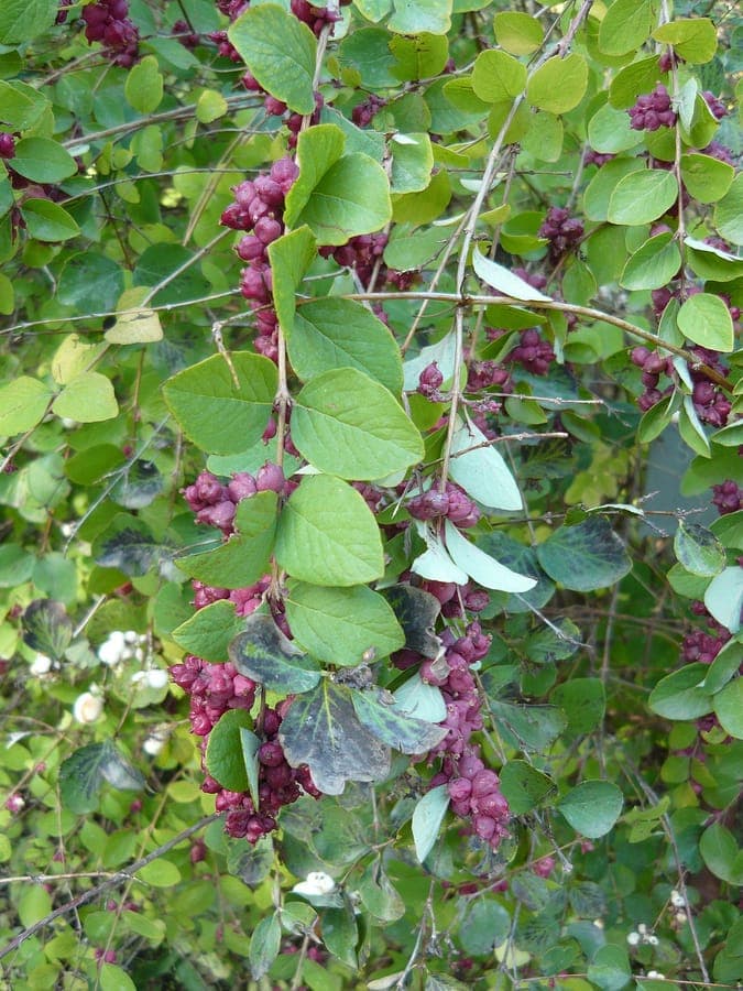 Coralberry with red berries and green leaves