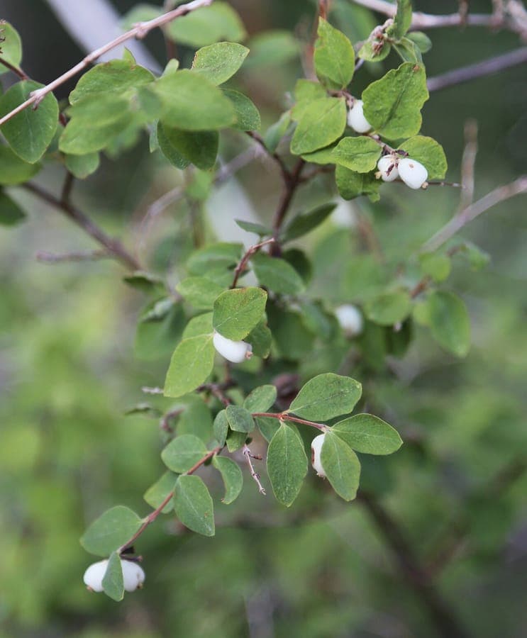 Roundleaf snowberry (Symphoricarpos rotundifolius) laden with white berries in autumn