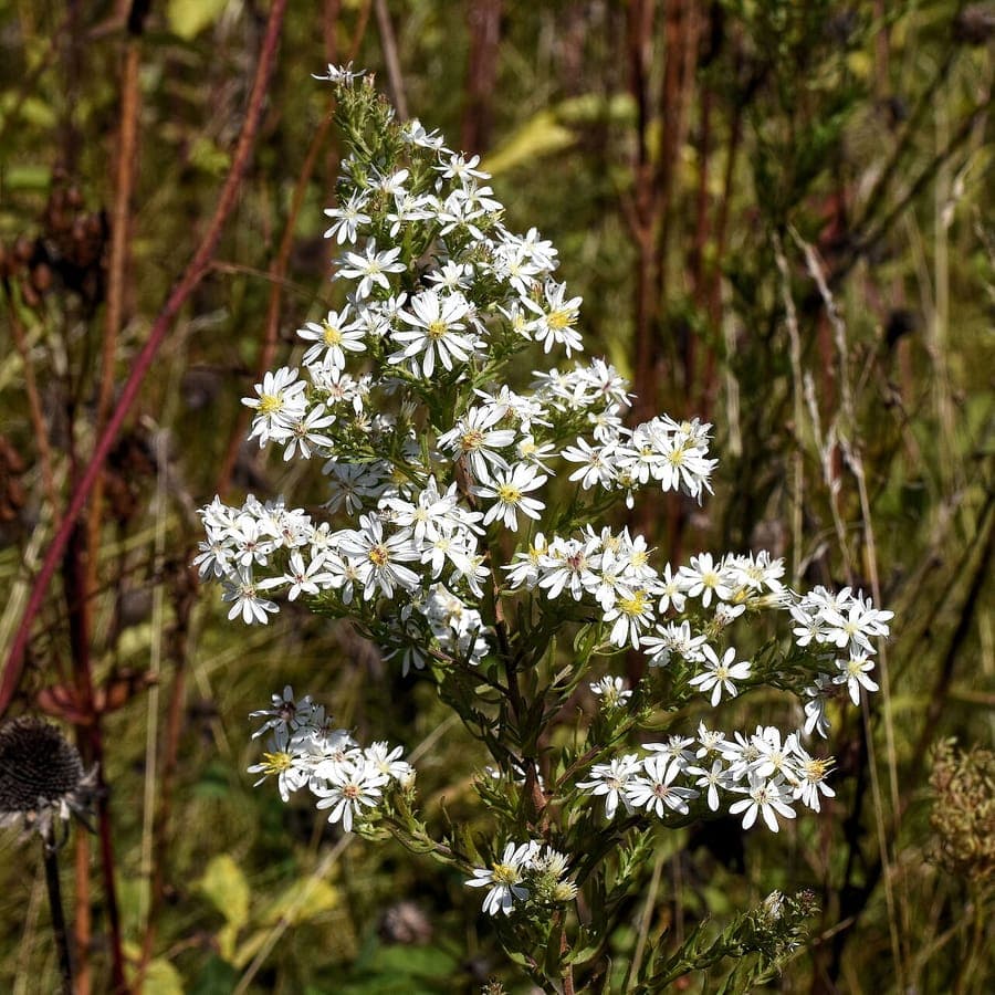 Symphyotrichum ericoides met witte delicate bloemen