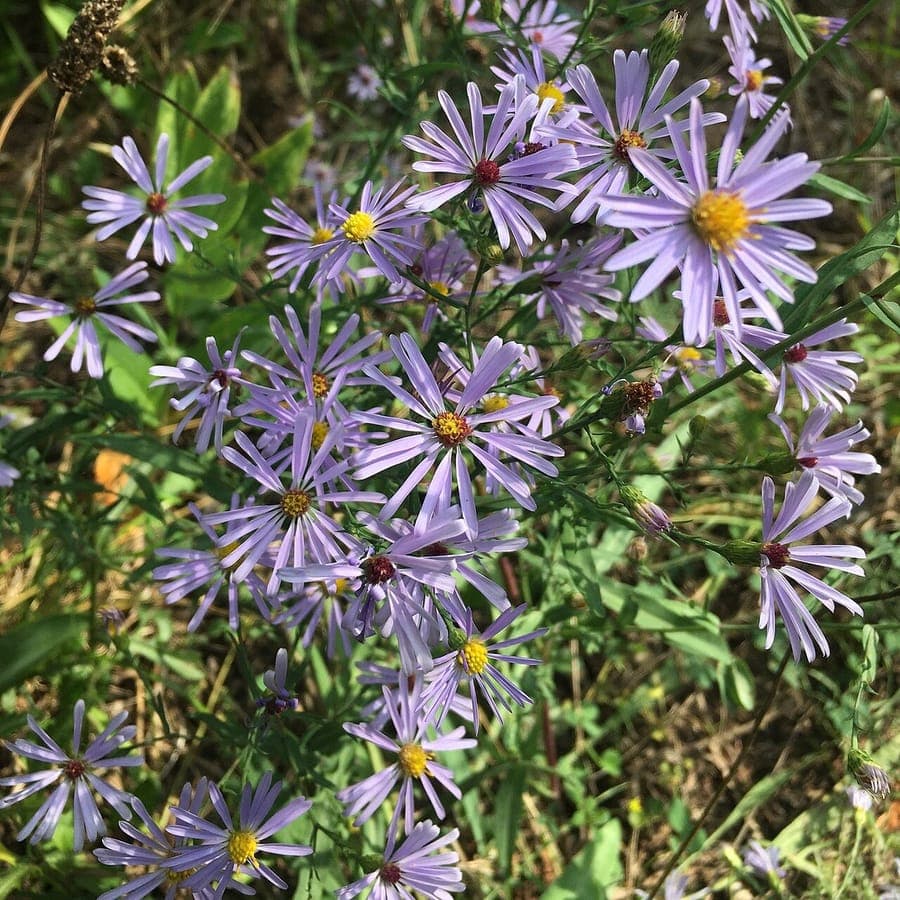 Symphyotrichum laeve Pflanze