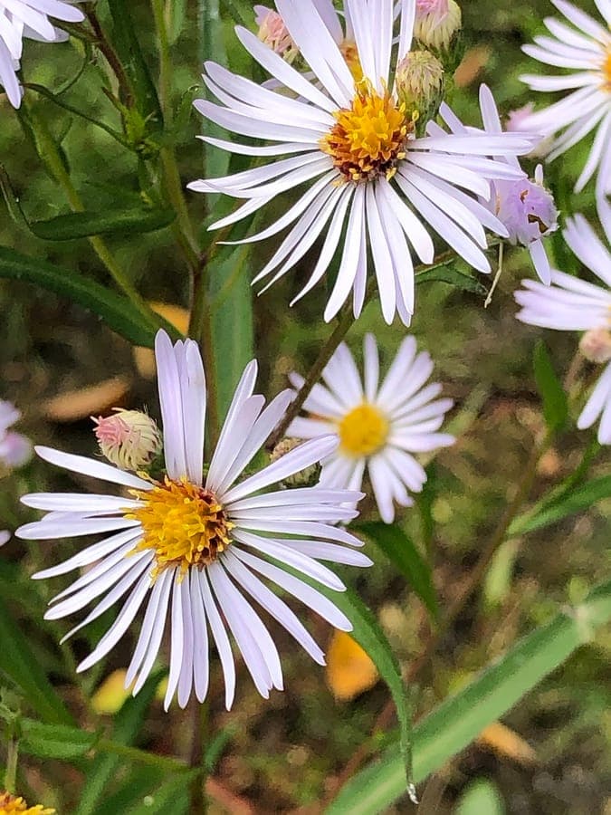 Fleurs Symphyotrichum lanceolatum blanc-jaune