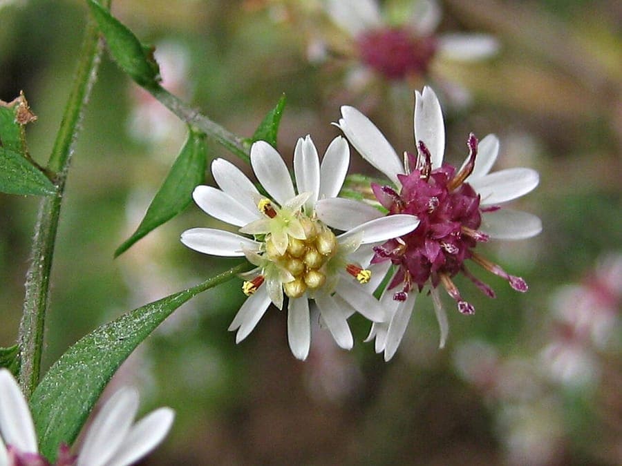 Blüten des Feinstrahl-Asters in zartem Weiß mit gelben Zentren