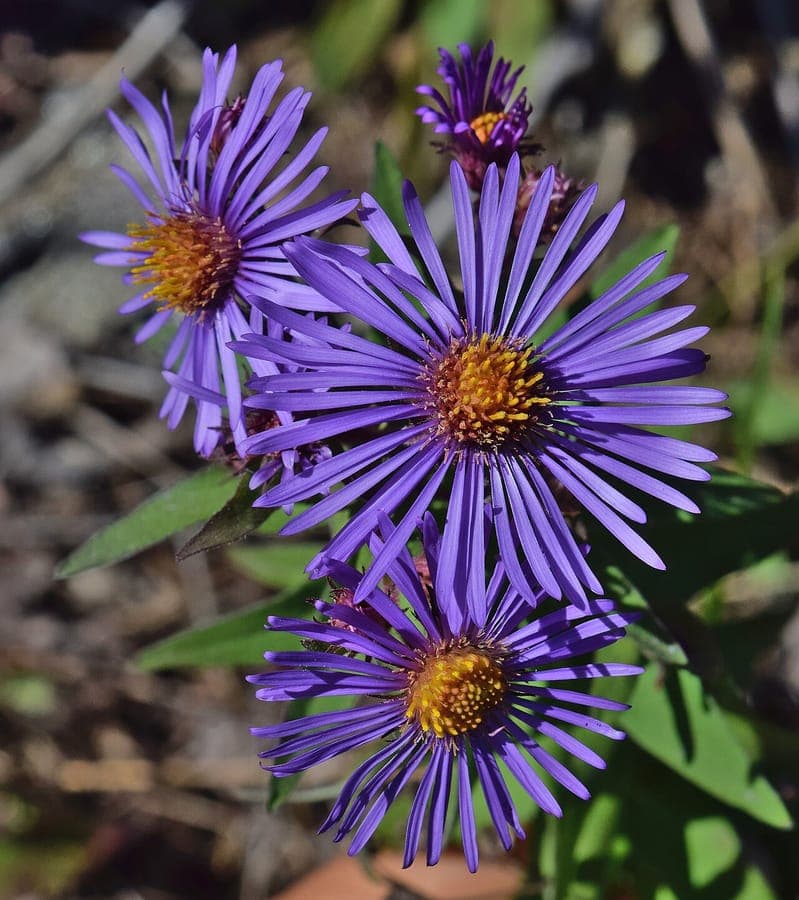 Paarse aster bloemen van de Nieuw-Engelse aster
