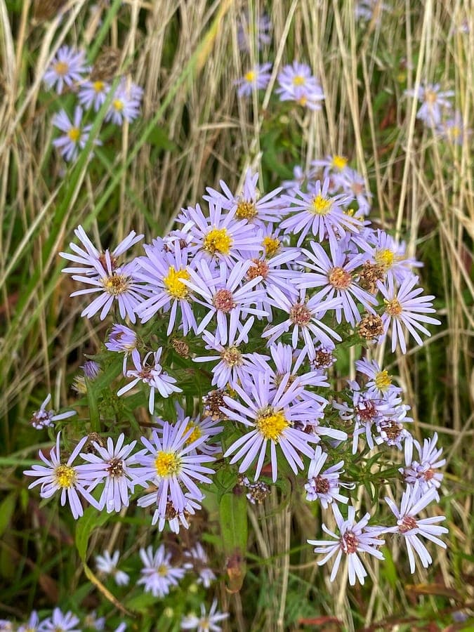 Michaelmas daisy in bloei met veel paarse bloemen