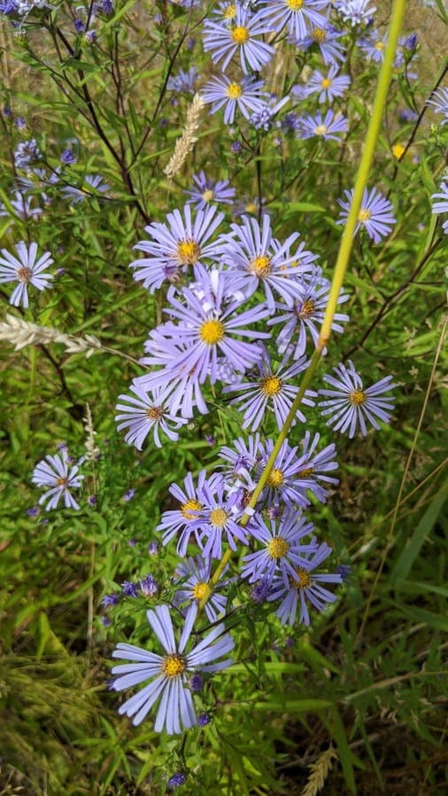 Douglasaster (Symphyotrichum subspicatum) met paarsblauwe bloemen in volle najaarsbloei