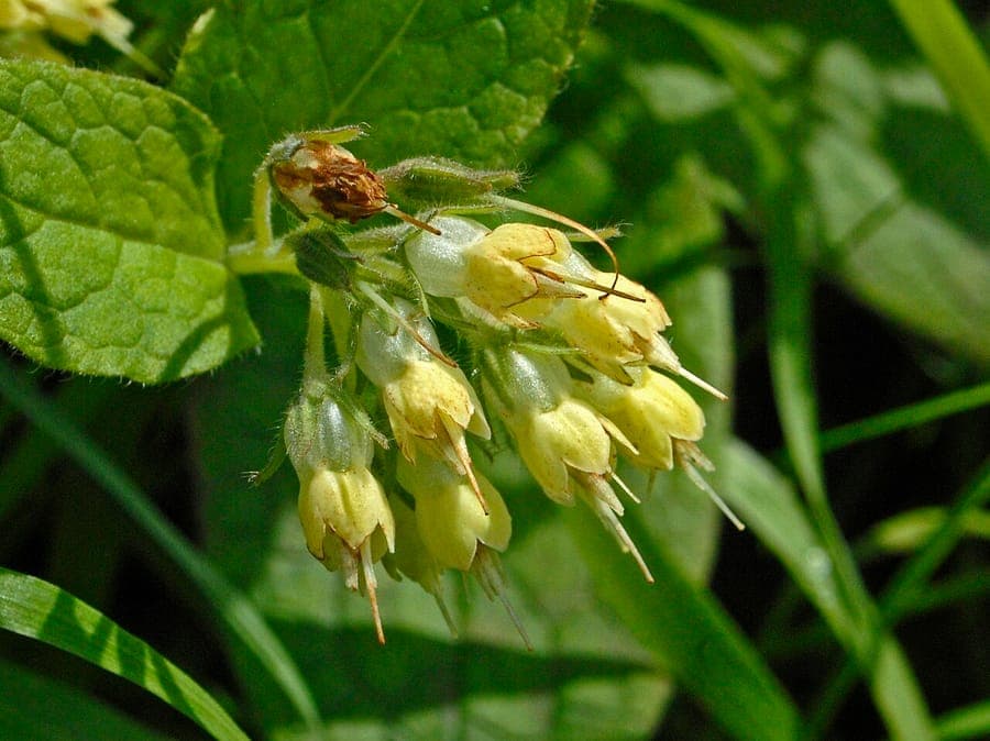 Symphytum bulbosum avec ses fleurs blanches pendantes