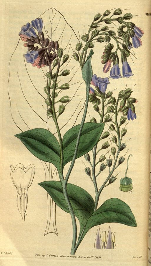 Kaukasische Smeerwortel met blauwe hangende bloemen