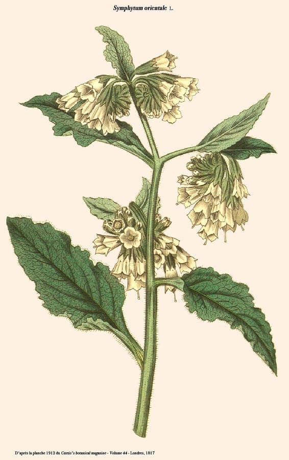 Blooming white comfrey plant