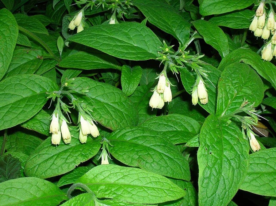 Tuberous comfrey with white flowers and delicate leaflets