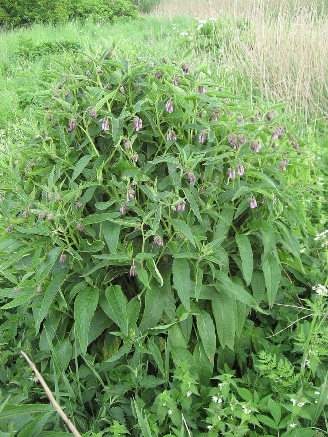 Bastaardsmeerwortel (Symphytum x uplandicum) met hangende blauwpaarse bloemen