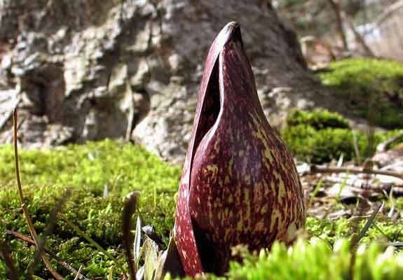 Symplocarpus foetidus avec sa spathe pourpre émergeant du sol au début du printemps