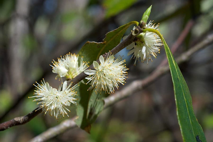 Symplocos tinctoria with yellow flowers and blue-black berries in a woodland garden setting