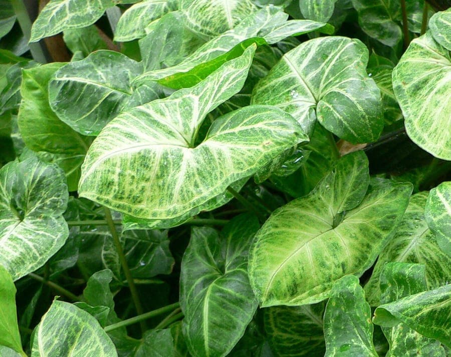 Syngonium podophyllum avec feuilles en forme de flèche