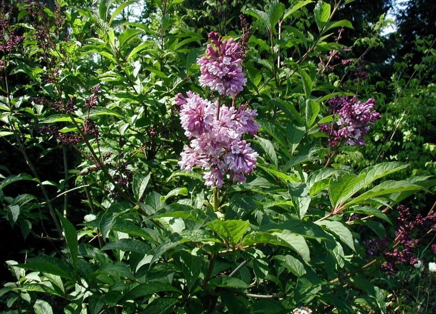 Lilas hongrois (Syringa josikaea) grappes denses de fleurs violettes en pleine floraison