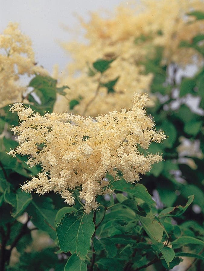 Japanese tree lilac with flowers