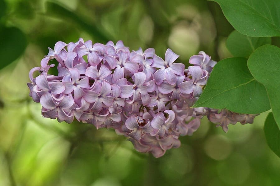 Luxuriantes panicules de lilas violet en pleine floraison sous un ciel bleu printanier