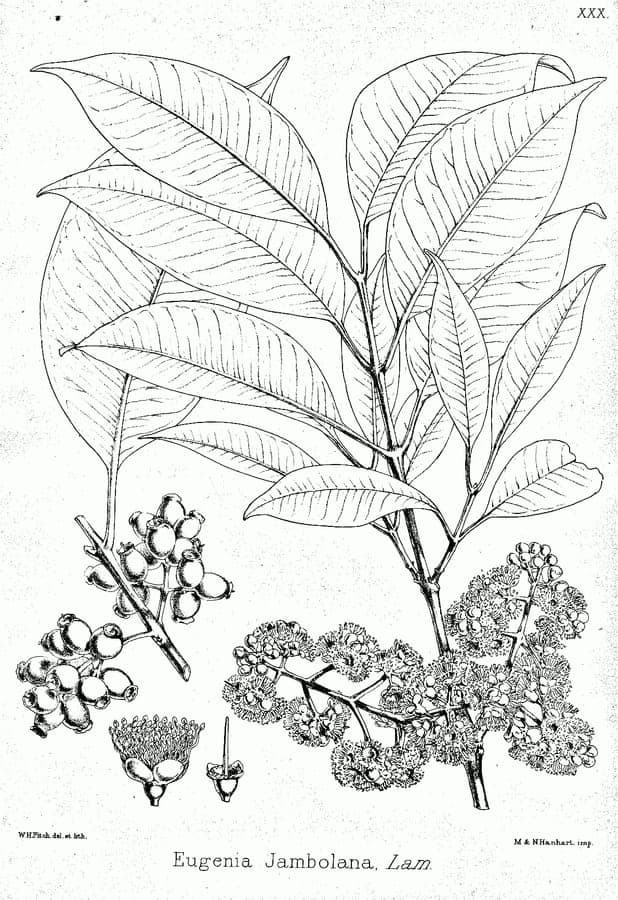 Syzygium cumini Pflanze