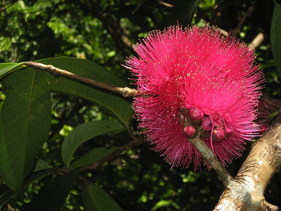 Syzygium malaccense avec fleurs roses et fruits rouges