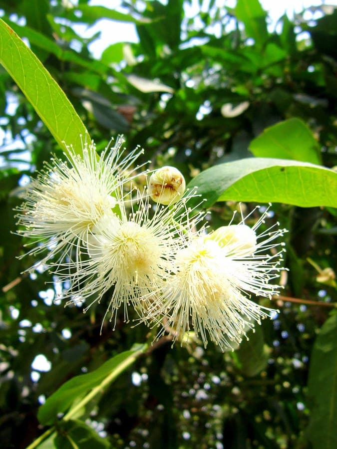 Wachsjambu-Fruechte von Syzygium samarangense auf Aesten