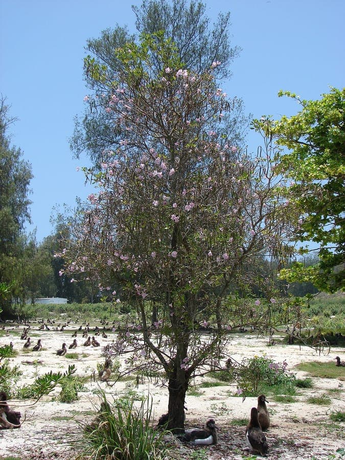 Roze trompetboom in volle bloei met felroze bloemtrossen