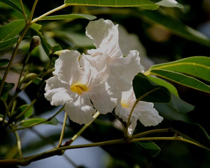 Tabebuia pallida in voller Blute mit dichten rosa Trompetenblueten an nackten Aesten