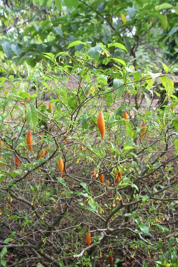 Arbuste Tabernanthe iboga avec feuilles et fruits