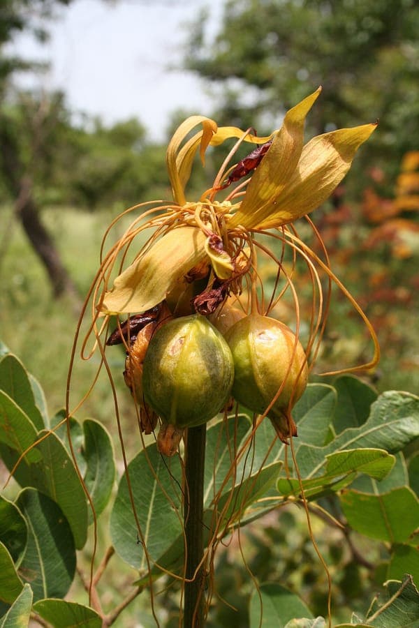 Tacca leontopetaloides Pflanze