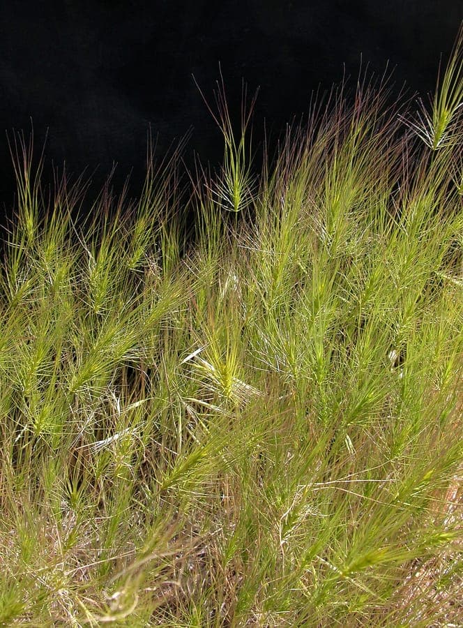 Medusahoofd gras met karakteristieke krullende aren die op medusa-haren lijken