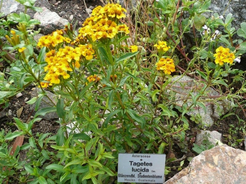 Tagetes lucida mit gelben Bluethen und glaenzendem Laub