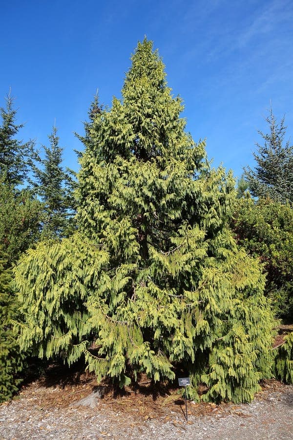 Taiwania cryptomerioides tree with characteristic branches