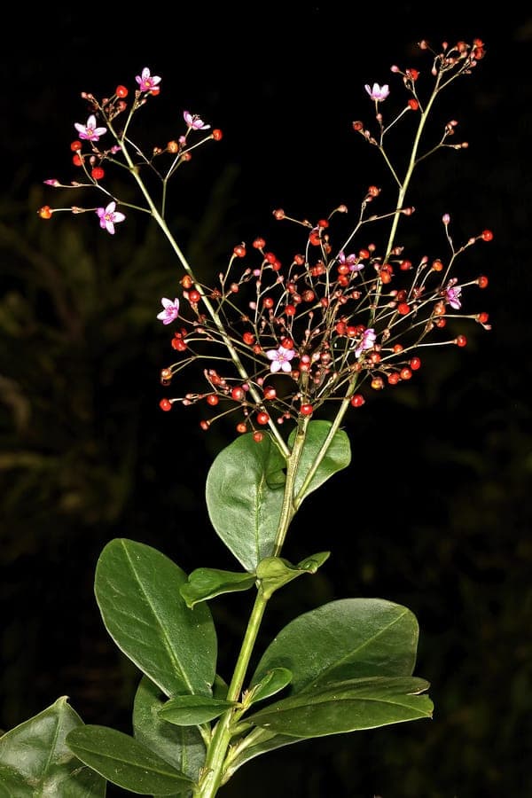 Purslane-Gewaechs mit zarten rosa Blütenbüscheln