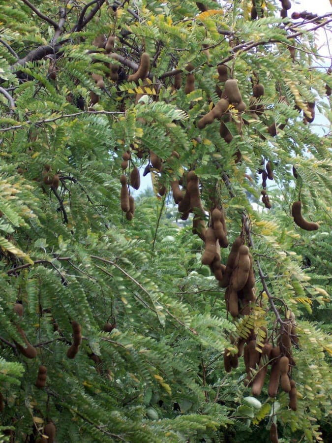 Arbre tamarin avec gousses de fruits mures