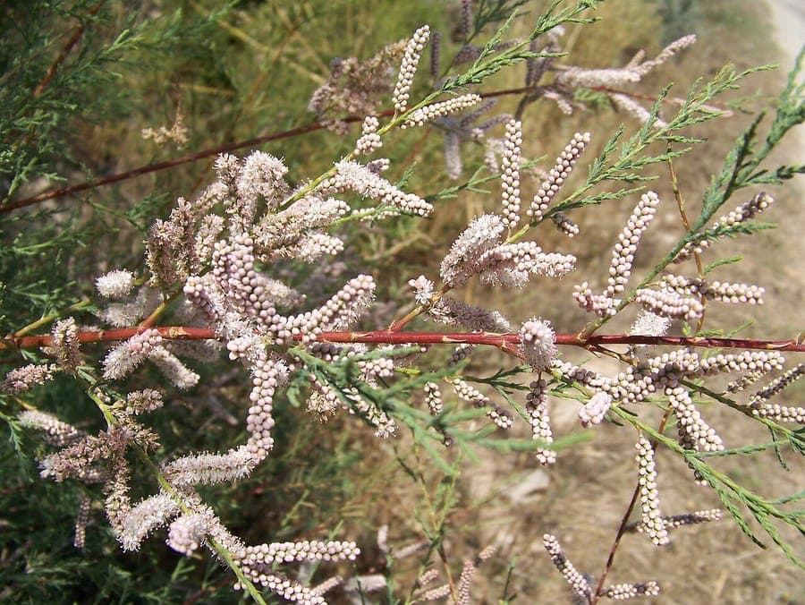 Tamaris d'Afrique avec feuillage fin et fleurs roses