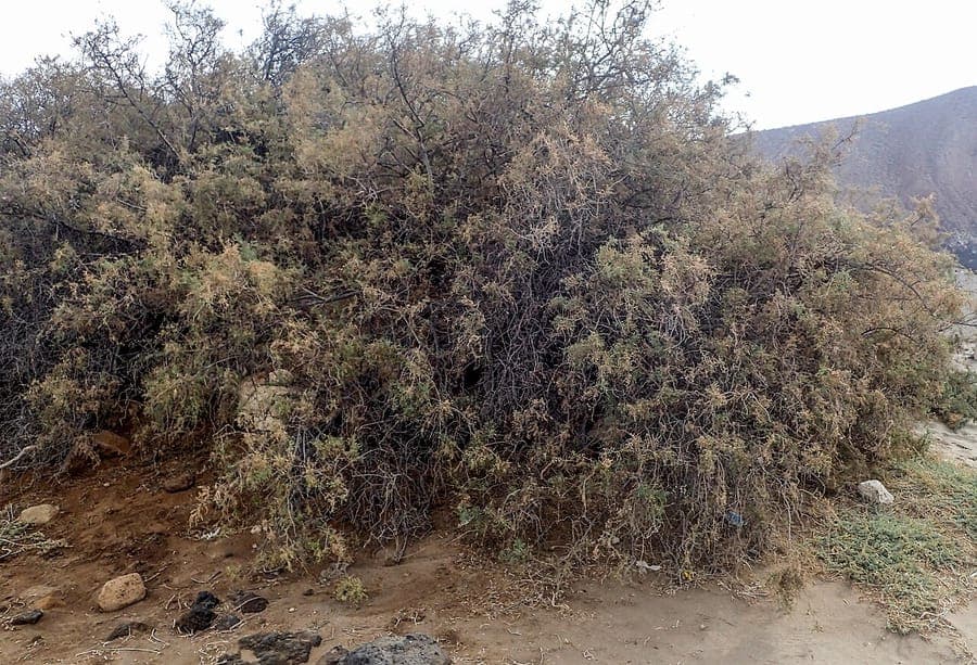 Tamarisk shrub with fine pink flower spikes and feathery foliage