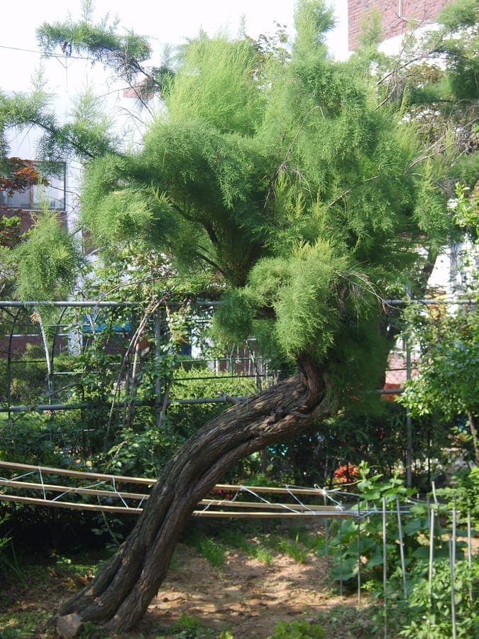 Tamarix chinensis with pink flowers