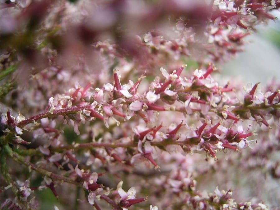 French tamarisk with pink and white flower panicles