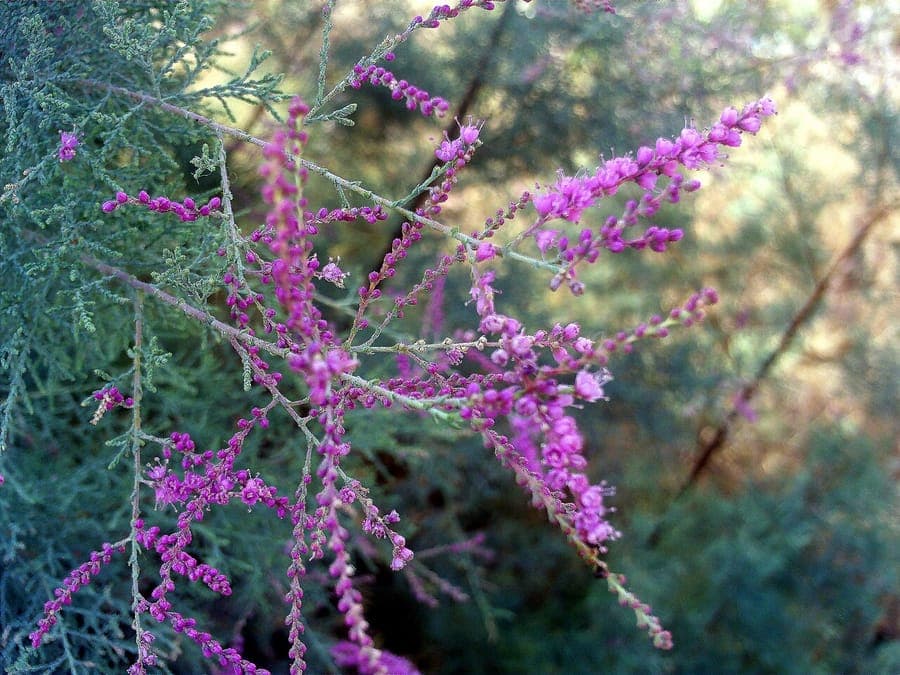 Kleinblumige Tamariske mit rosaweiße Blutendolden