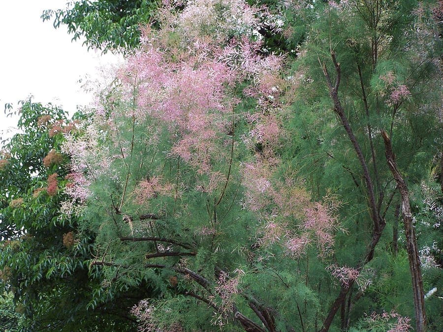 Tamariskstrauch mit rosa Bluten in voller Blute