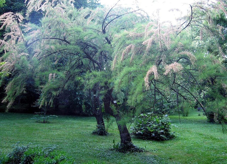 Tamarix tetrandra viermännige tamariske blüten