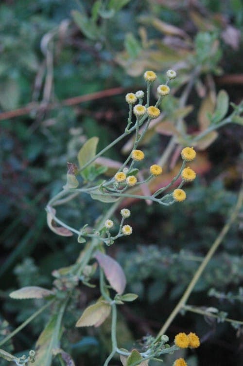 Balsamkruid plant met gele bloemen