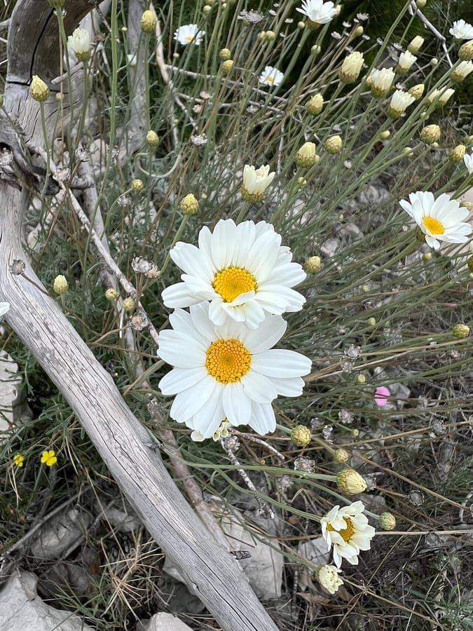 Dalmatiner Insektenblume mit weissen Bluten