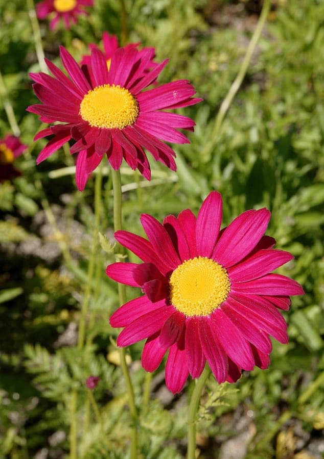 Tanacetum coccineum marguerite persane avec fleurs rouge-rose vif et feuillage finement divise