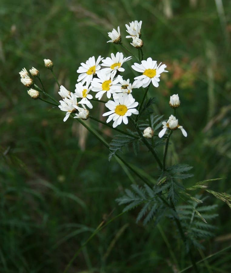 Ebenstraussige Margerite mit weissen Bluten